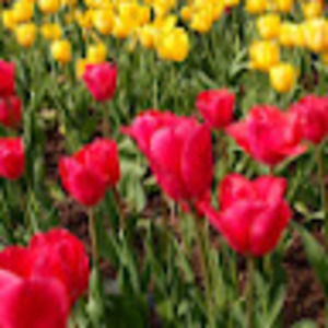 Meet your Posher, Milly